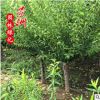 哪里有賣(mài)紅梅樹(shù) 紅梅價(jià)格綠化工程 梅花樹(shù)基地直銷(xiāo)嫁接紅梅