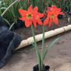 中山花苗基地批發(fā) 朱頂紅
