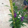 香彩雀 袋苗 中山時花基地批發(fā)