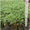 中山苗木基地供應 波斯菊 袋苗 時花