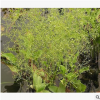 澤瀉 精品 優(yōu)質(zhì)苗 成活率 高 蕭山 園林 綠化 工程 品種 規(guī)格齊全