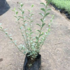 花葉女貞 袋苗 中山花木基地批發
