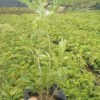 紅絨球 袋苗 中山苗木基地批發