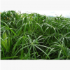 旱傘草 水生 植物 成活率 高 精品 優(yōu)質(zhì)苗 各種 綠化 工程 園林