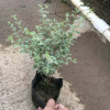 花葉女貞 基地直銷多種地被苗木