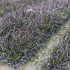 中山苗木基地批發 紫葉狼尾草 觀賞草