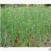 水蔥 水生植物 品種 規(guī)格 齊全 優(yōu)質(zhì)苗 成活率高 價(jià)格底 蕭山苗