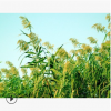 蘆竹 水生 植物 地被 色塊類 品種 規(guī)格 齊全 蕭山 園林 綠化