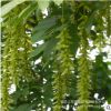 楓楊園林綠化樹(shù)木基地供應(yīng) 花卉苗木苗圃大量供應(yīng) 質(zhì)優(yōu)價(jià)廉
