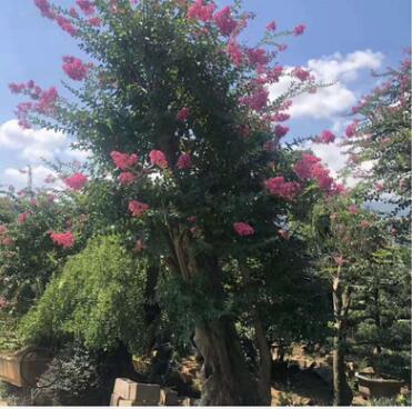 福建紫薇樹樁產地批發 紫薇盆景 嫁接紫薇 造型紫薇