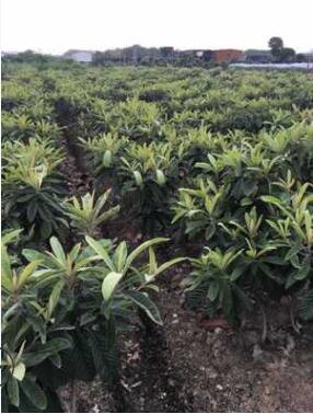 沙枇杷苗 紅枇杷苗 黃枇杷苗 白枇杷苗