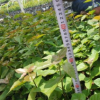 紅花勒杜鵑 小袋苗 三角梅 中山苗木基地批發(fā)