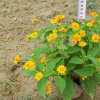 黃帝菊 時花 品種齊全 中山佛山廣州苗木基地批發(fā)