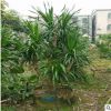大型綠植盆栽 海南龍血樹 造型龍須基地批發(fā) 室內(nèi)門口花卉