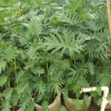 庭院、陽臺綠植小天使 凈化空氣吸甲醛植物小天使