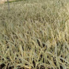 金邊蜘蛛蘭袋苗 綠植小盆栽花葉水鬼蕉廣東基地直銷