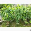 白蘭花 樹苗批發(fā)