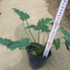 室內(nèi)凈化空氣植物小天使 觀葉盆栽小天使
