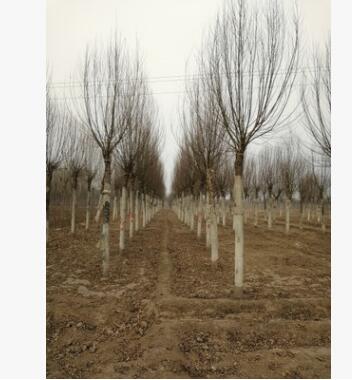 河北饅頭柳供應商 大量優質饅頭柳基地 超低價出售保定饅頭柳苗圃