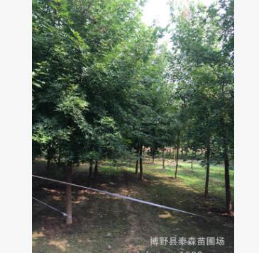 五角楓苗木基地 五角楓苗圃