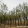純正河北小葉旱柳 河北保定速生平頭旱柳基地直發(fā) 耐干旱柳樹苗