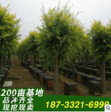 金葉榆苗圃直發 景觀生態高接金葉榆