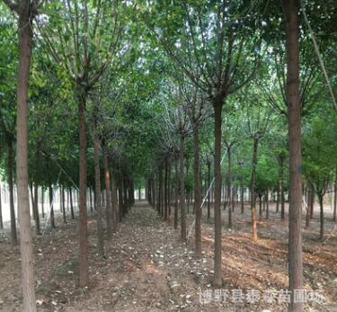 基地現挖現賣地栽絲棉木樹苗 景觀綠化規格齊全絲棉木喬木