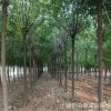 基地現(xiàn)挖現(xiàn)賣地栽絲棉木樹苗 景觀綠化規(guī)格齊全絲棉木喬木