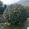 茶梅球茶梅花耐寒植物茶梅樹苗梅華苗 盆景盆栽基地直銷