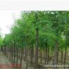 供應工程綠化苗木 刺槐樹紅花刺槐小苗洋槐樹苗小苗