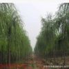 垂柳樹苗 園林綠化速生柳樹苗 規格齊全