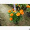 孔雀草 時花 品種多樣 中山深圳廣州苗木基地批發(fā)