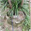 大型綠植盆栽 海南龍血樹 造型龍須基地批發 室內門口花卉