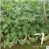 庭院、陽臺綠植小天使 凈化空氣吸甲醛植物小天使
