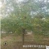 金邊蜘蛛蘭袋苗 綠植小盆栽花葉水鬼蕉廣東基地直銷