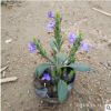 花廠直銷可愛花 四季開花灌木可愛花苗 單棵可愛花樹苗