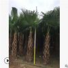 廠家批發綠植葵樹盆栽 熱帶棕櫚苗木蒲葵 扇葵基地直銷