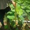 濕地盆栽荷花高50-80cm基地直銷3