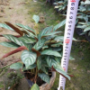 庭院和辦公室綠植新飛羽竹芋 觀葉小盆栽飛羽竹芋