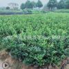 金華苗木 色塊苗批發(fā) 茶梅大杯容器苗 市政房地產(chǎn)道路綠化工程苗