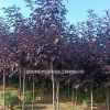 紫葉稠李 高桿紫葉稠李 保定紫葉稠李 紫葉稠李圖片 紫葉稠李