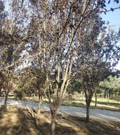 河南紅葉李 價格優(yōu)惠 質(zhì)量 * 處理