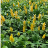 金苞花高度20-25厘米時(shí)花地被盆栽黃蝦花中山花苗基地批發(fā)