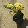 四季開花盆栽龍船花 黃花紅花宮粉 市政地被苗木帶營(yíng)養(yǎng)杯發(fā)貨