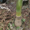 假檳榔高250-300厘米袋苗棕櫚熱帶植物中山基地批發(fā)