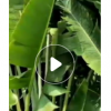 旅人蕉高3-4米盆栽中山花廠直銷熱帶植物扇芭蕉優(yōu)質(zhì)庭院工程苗
