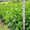 中山小袋苗基地供應(yīng) 大紅花 吊鐘 朱槿 扶桑