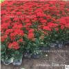 多肉盆栽紅花長(zhǎng)壽花 花卉基地批發(fā)
