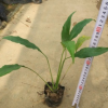 庭園陽臺(tái)辦公室盆栽植物白掌 觀花盆苗一帆風(fēng)順