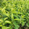 白蘭花 花圃批發(fā)